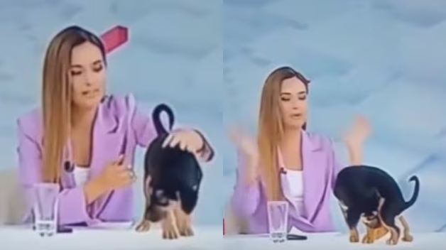 Perrito que buscaba ser adoptado se hizo popó en vivo y todo un país fue testigo