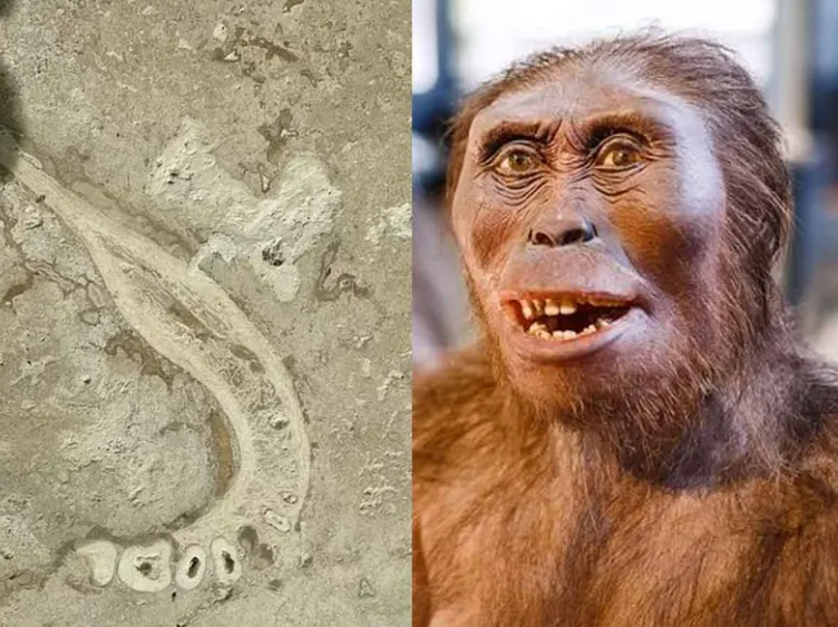 Descubren fósiles de especies humanas de hace miles de años en los azulejos de una cocina