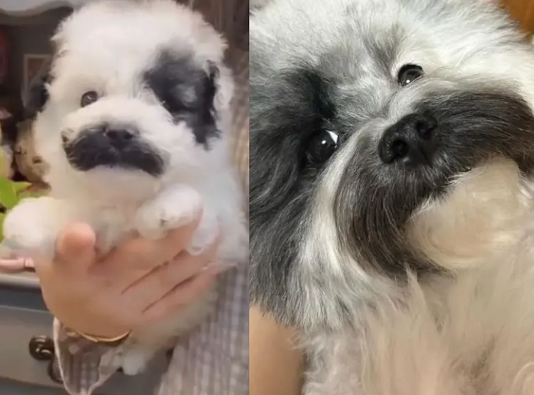 Perrito con mostacho causa sensación en redes