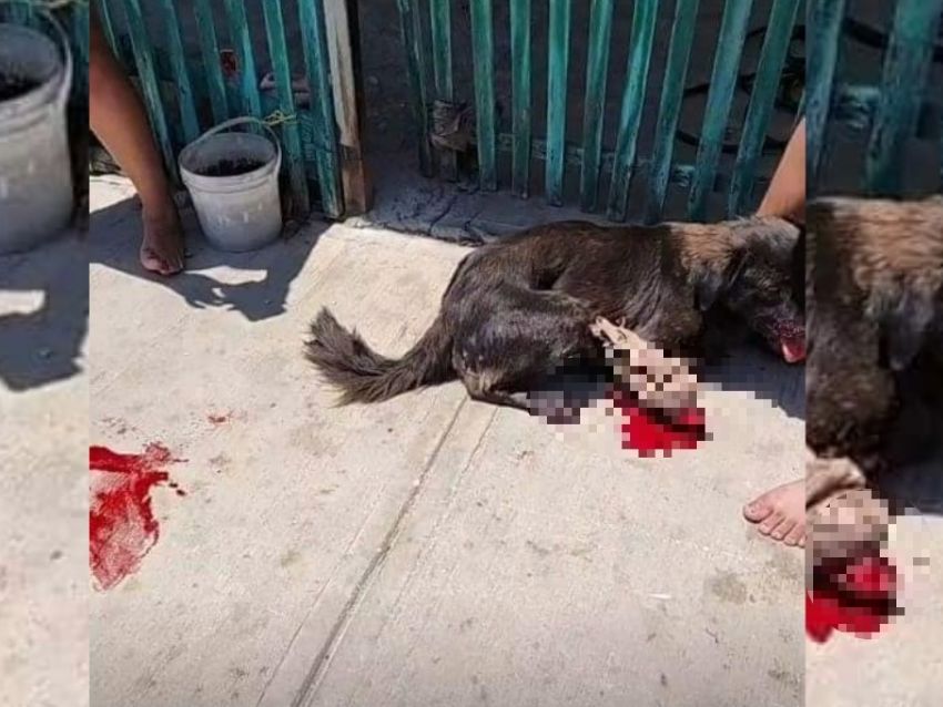 Hombre mutila pata de perrito con un machete; vecinos lo buscan e intentan linchar a su esposa y hermano