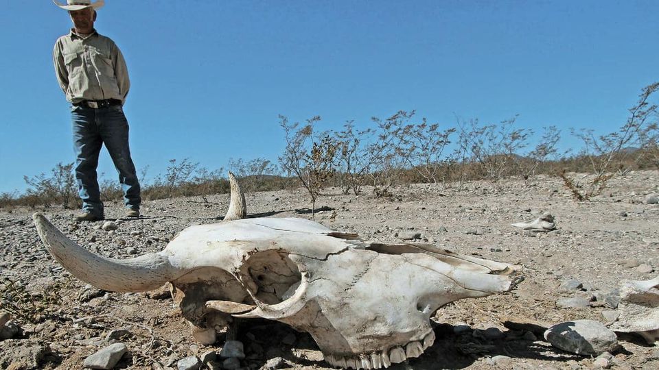 Sequía prolongada prende focos rojos en el sector agrícola de Chihuahua