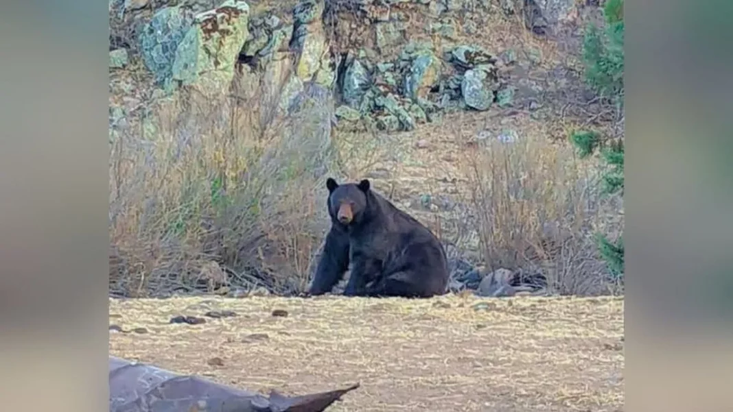 Avistan oso negro en la Sierra del Nido en Namiquipa