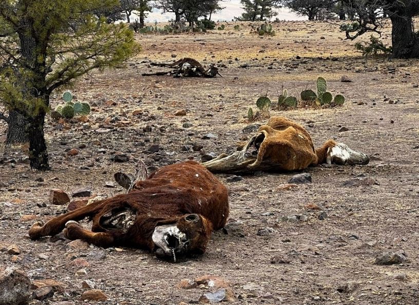 Sequía deja a la ganadería en los huesos; sector devora recursos hídricos