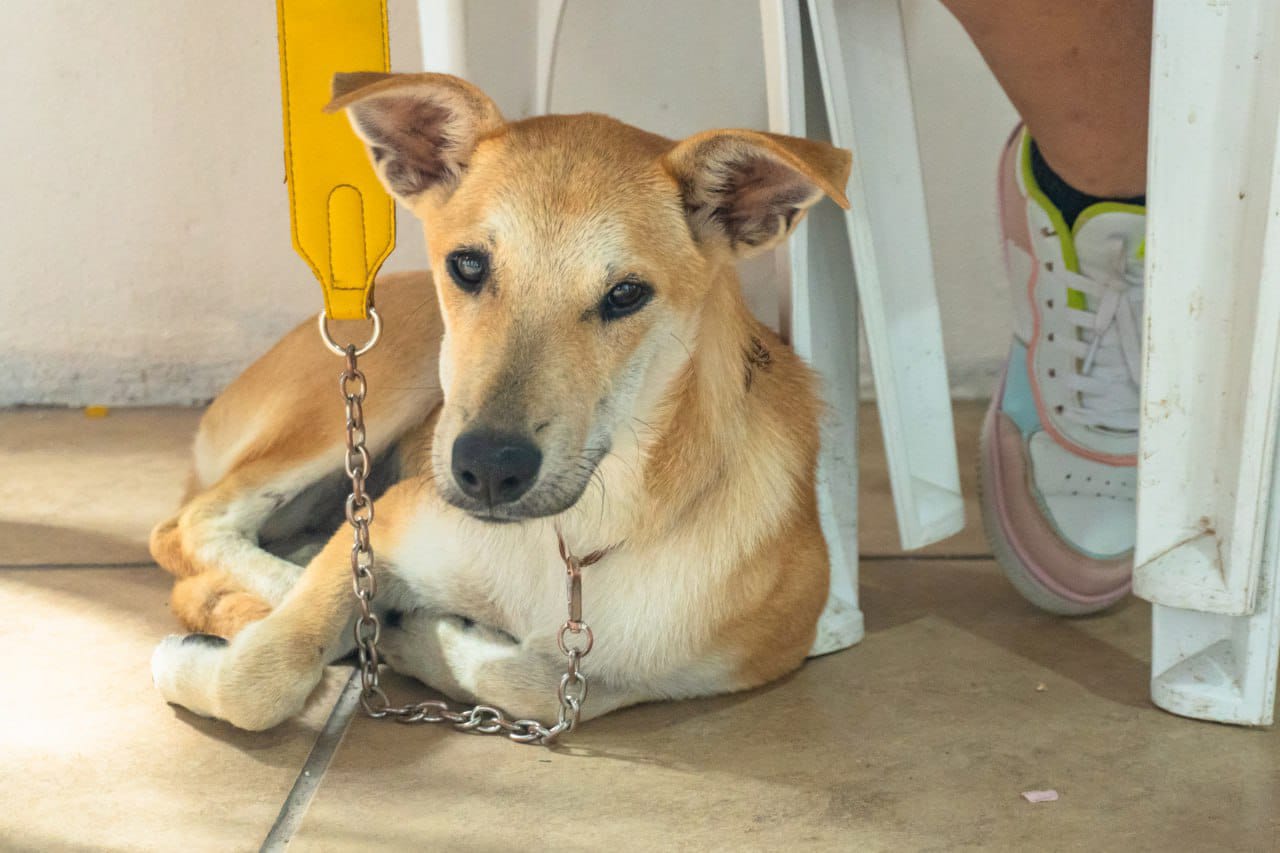 Realizará Gobierno de Meoqui campaña de vacunación antirrábica, desparasitación y esterilización de mascotas