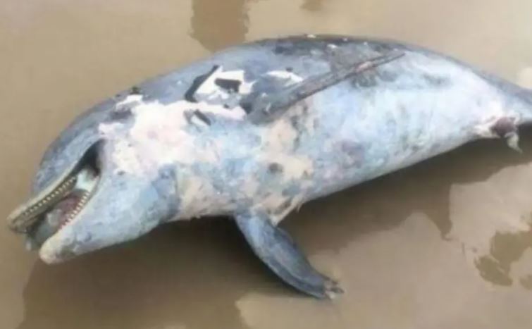 Encuentran a un delfín muerto en playa de Tamaulipas