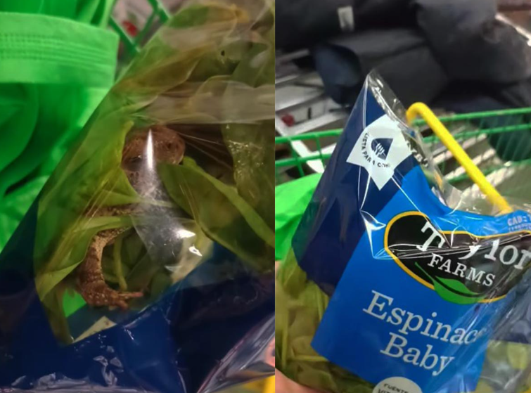 Se viraliza video de rana viva en bolsa de espinacas