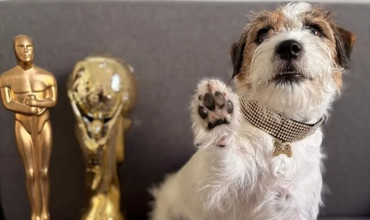 Los Oscar caninos coronan a sus estrellas: ¡Estos son los ganadores de los Premios FIDO!