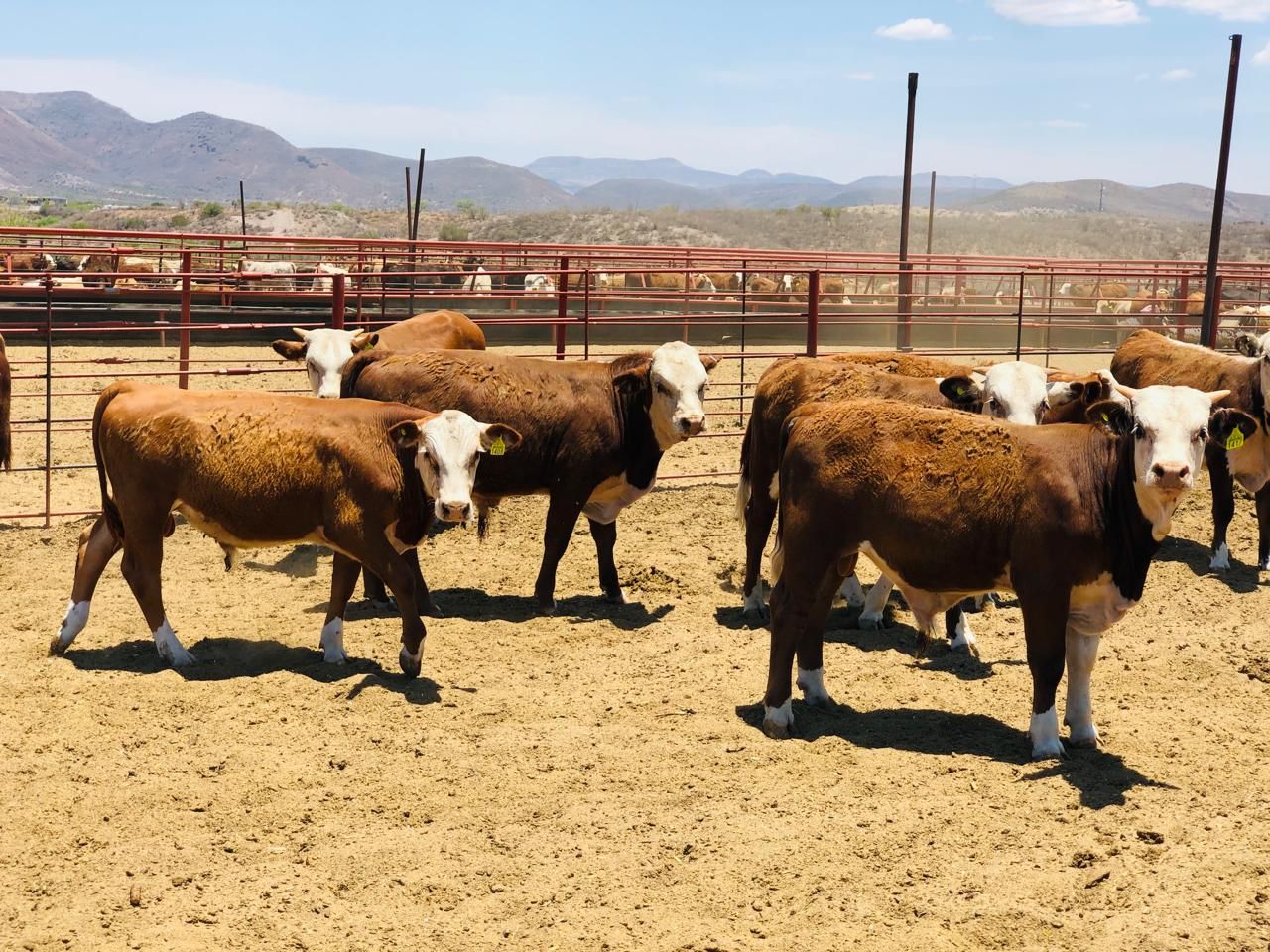 Participa Desarrollo Rural en reunión para erradicar enfermedades ganaderas rumbo al Comité Binacional México-Estados Unidos