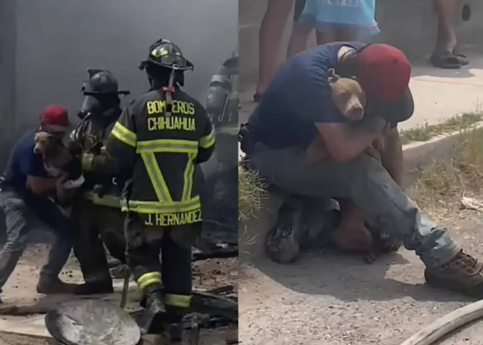 “Perdóname”: Hombre llora al encontrar a su perrita con vida tras incendio devastador en Chihuahua