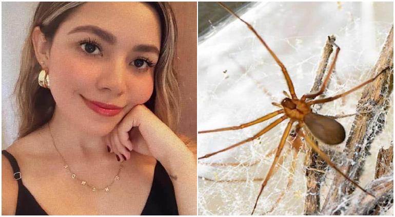 Picó araña violinista a joven sonorense y la mató; señalan a IMSS