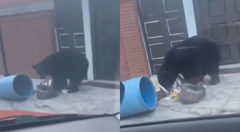 ¡Enorme! Captaron oso buscando comida en la basura en Nuevo León