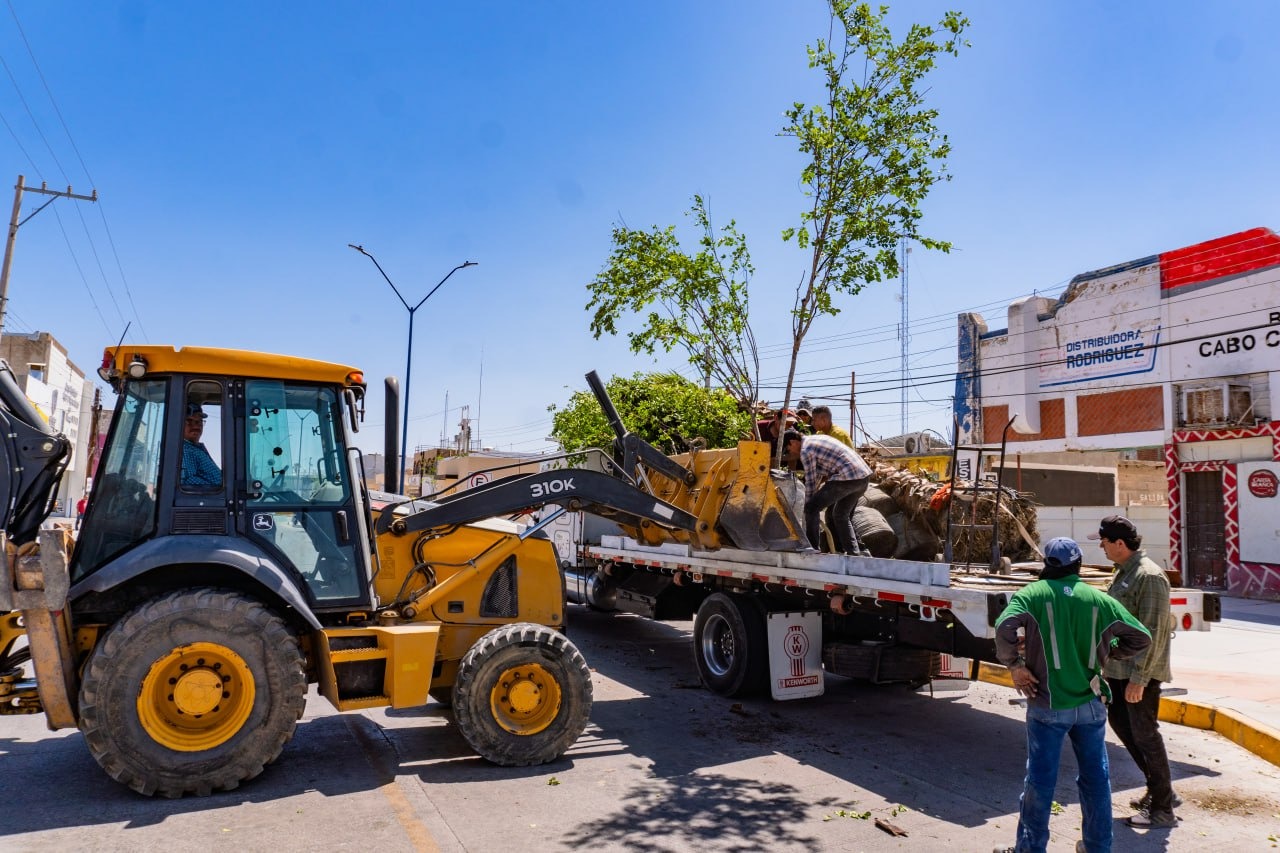 Inicia primera etapa de reforestación en Paseo Zaragoza de Meoqui
