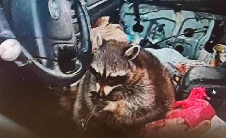 Detienen a una mujer y hallan a su mapache mascota con una pipa de metanfetamina en el hocico