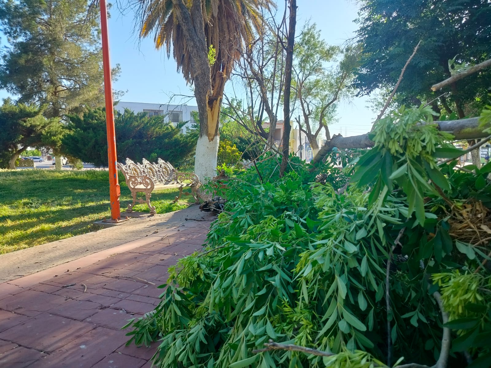 Fuertes vientos derriban tronco de árbol en la Plaza Carranza