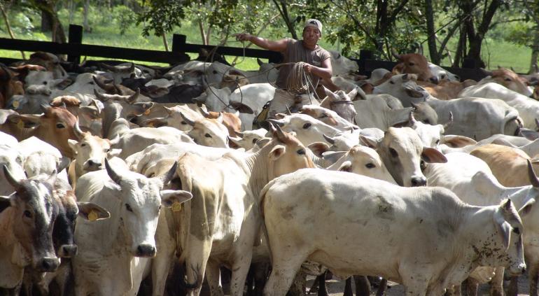 Impide México combate al gusano barrenador, denuncian ganaderos de EU