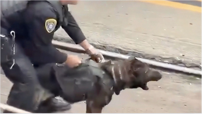 perro policía intervención video en calle durante operativo